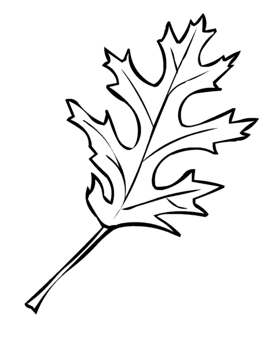 Kolorowanka samotny liść